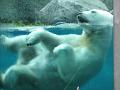 zoo 036